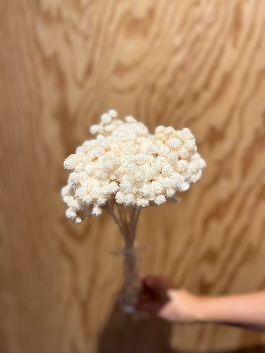 LAST CHANCE - Mini Helichrysum Flowers