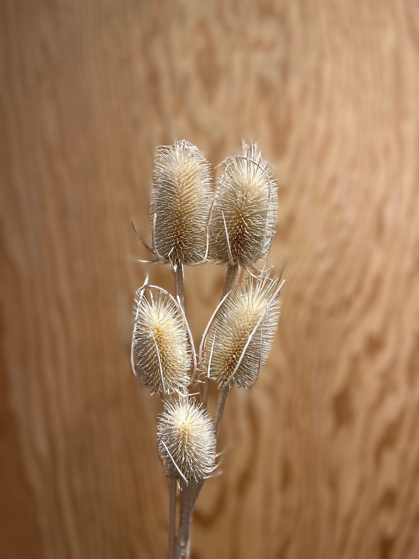 LAST CHANCE Bleached Teasels