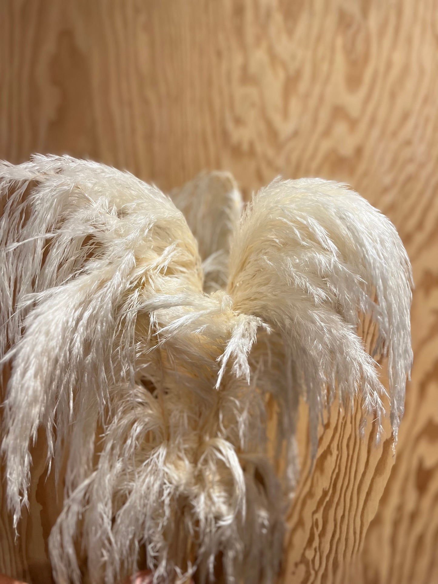 Luxe Pure White Pampas Grass