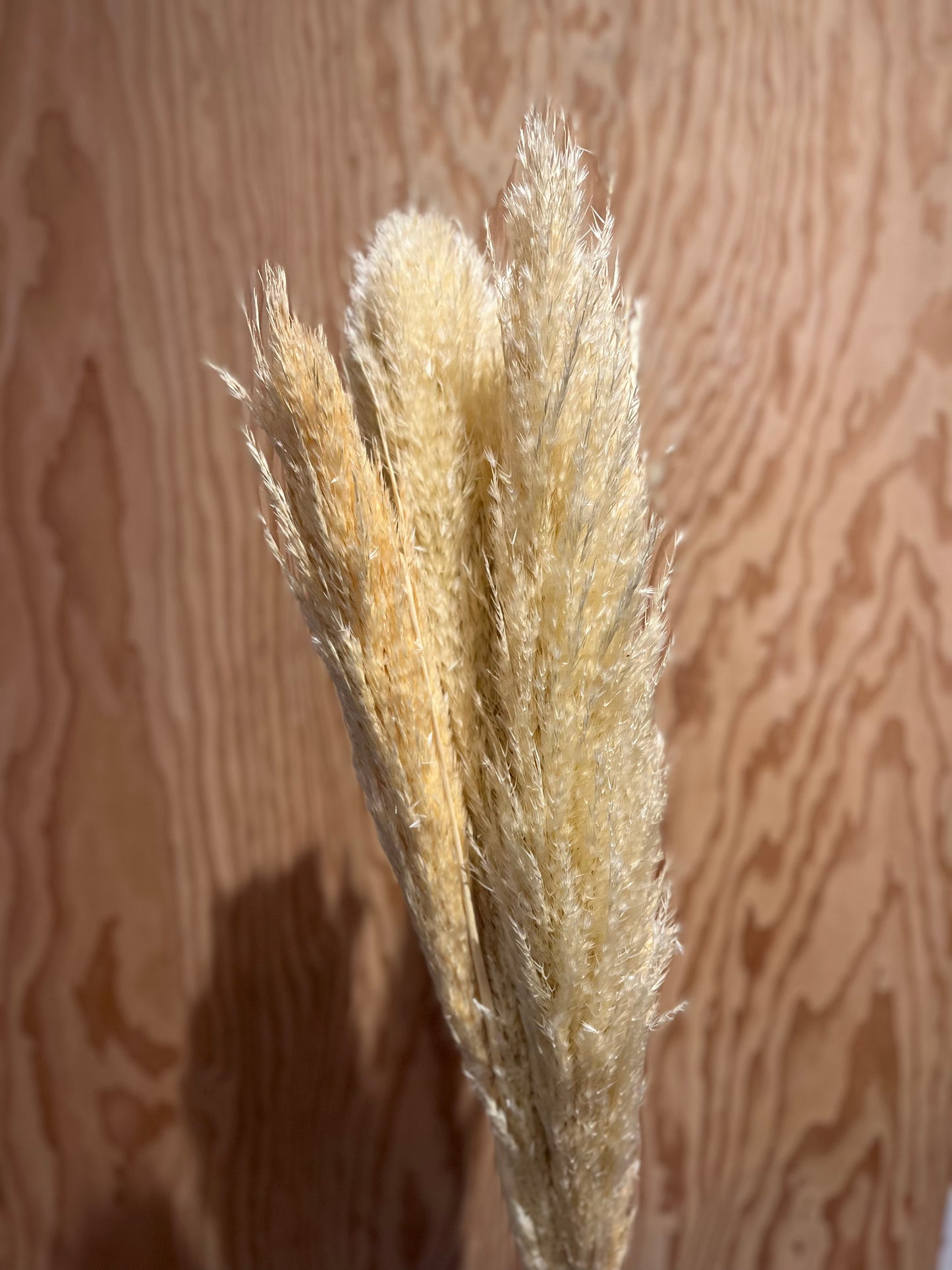 LAST CHANCE - Wheaty Pampas Grass