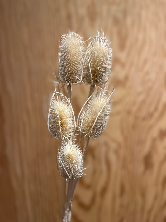 LAST CHANCE Bleached Teasels