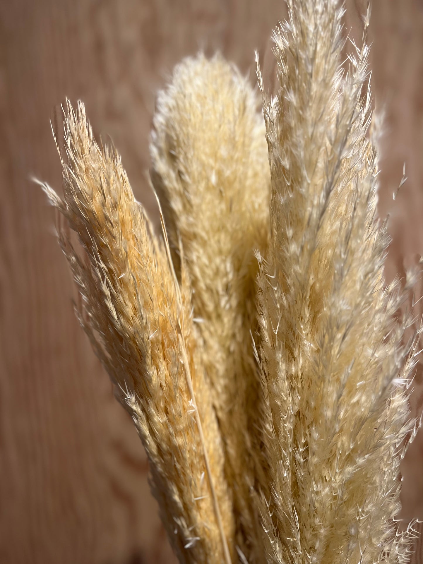 LAST CHANCE - Wheaty Pampas Grass