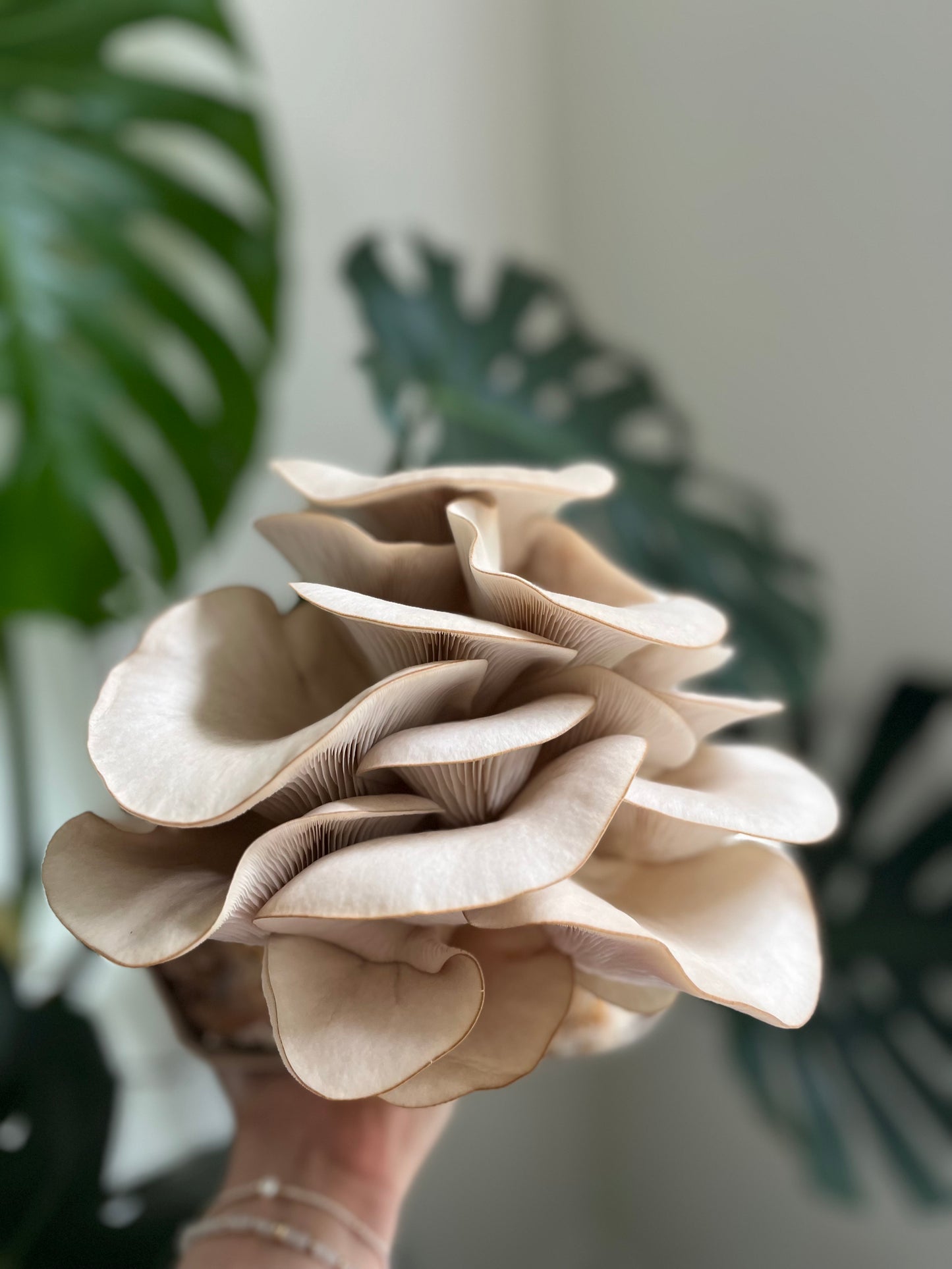 Tree Oyster Mushroom Grow Block