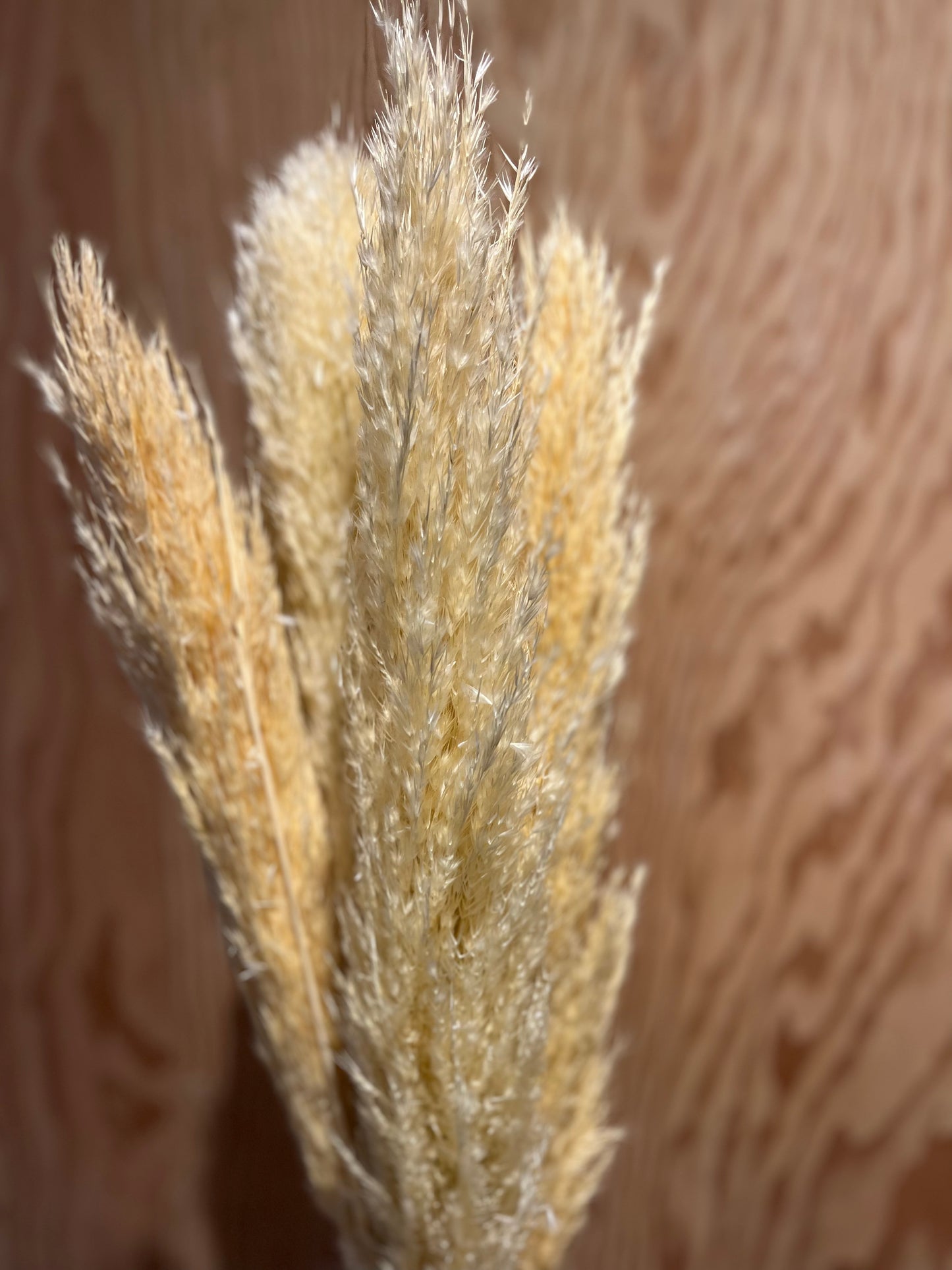 LAST CHANCE - Wheaty Pampas Grass