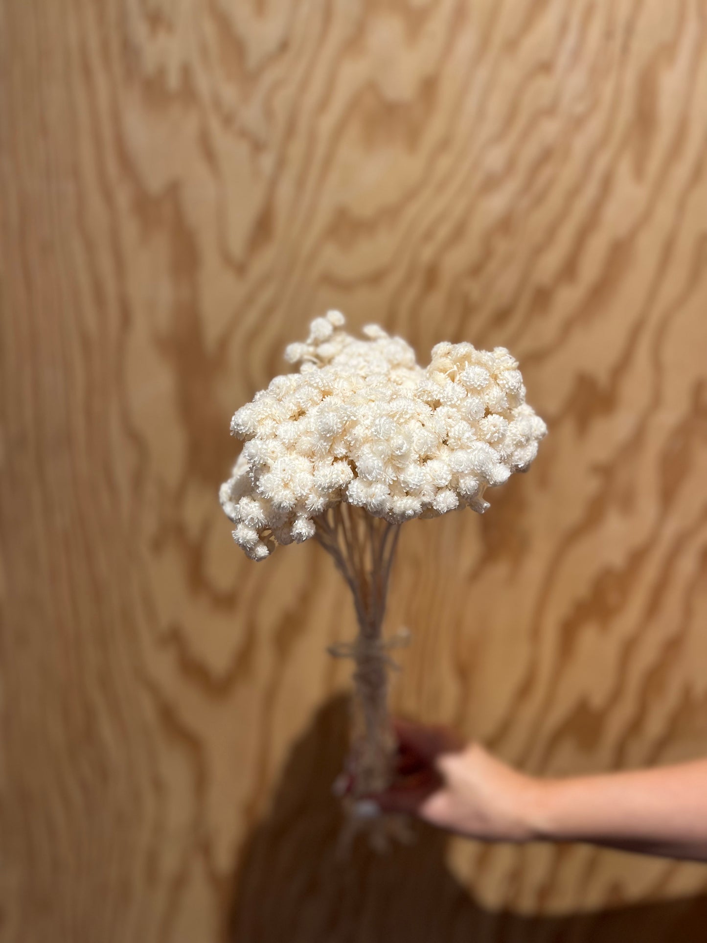 LAST CHANCE - Mini Helichrysum Flowers