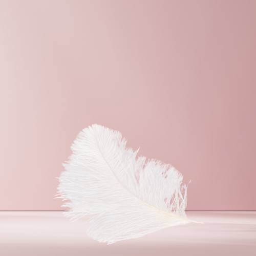 Large white ostrich clearance feathers