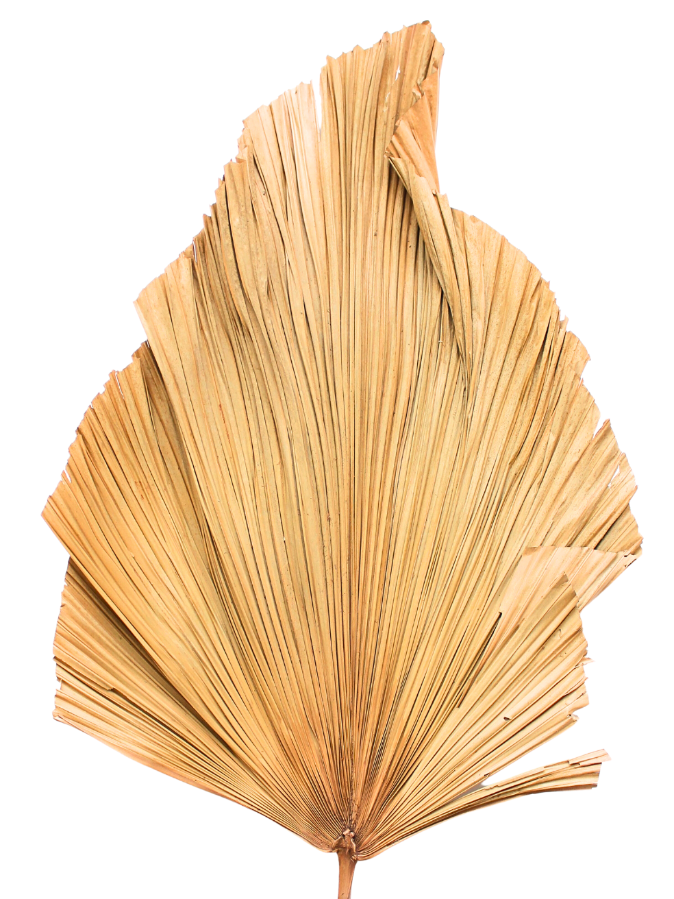 XL Anahaw Palm Frond