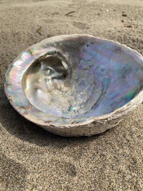 Smudging dish abalone shell