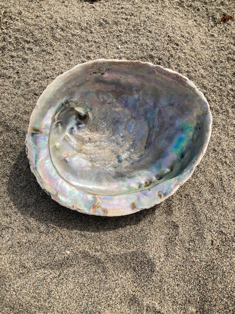 Abalone Shell Jewelry/Smudging Dish