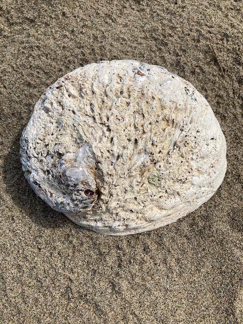 Natural abalone shell trinket dish