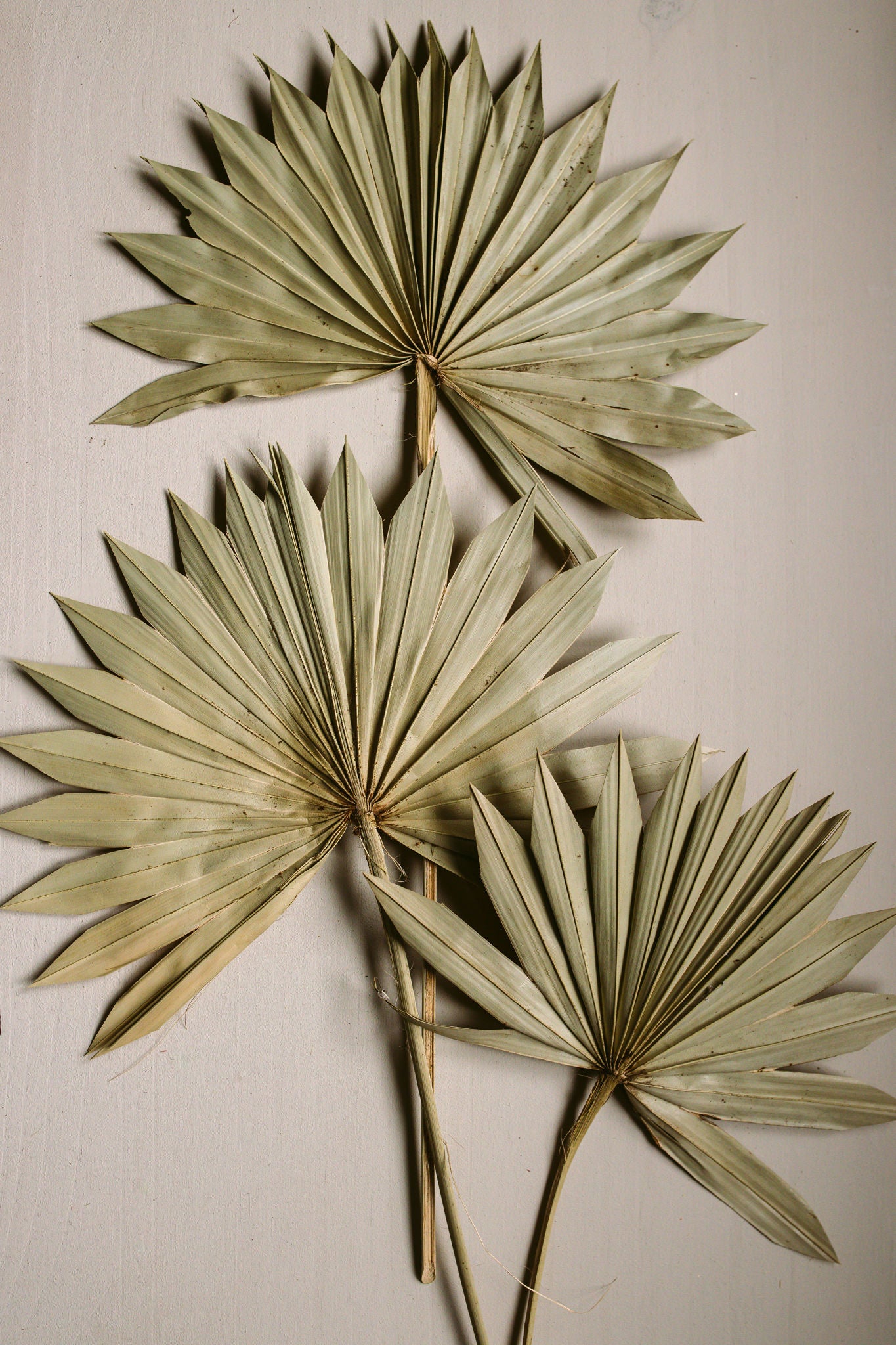 Natural Sun Palms