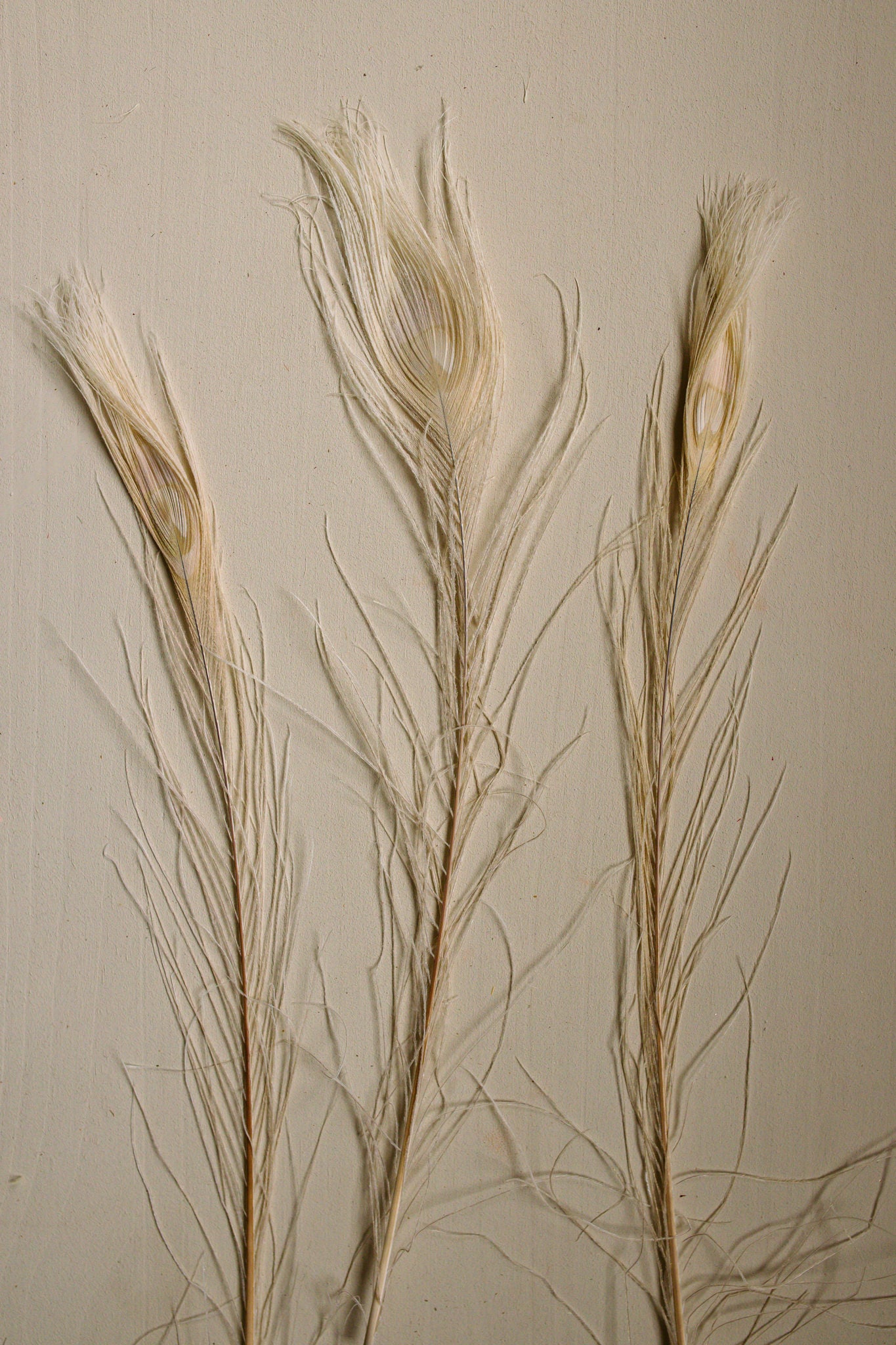 Bleached Peacock Feathers