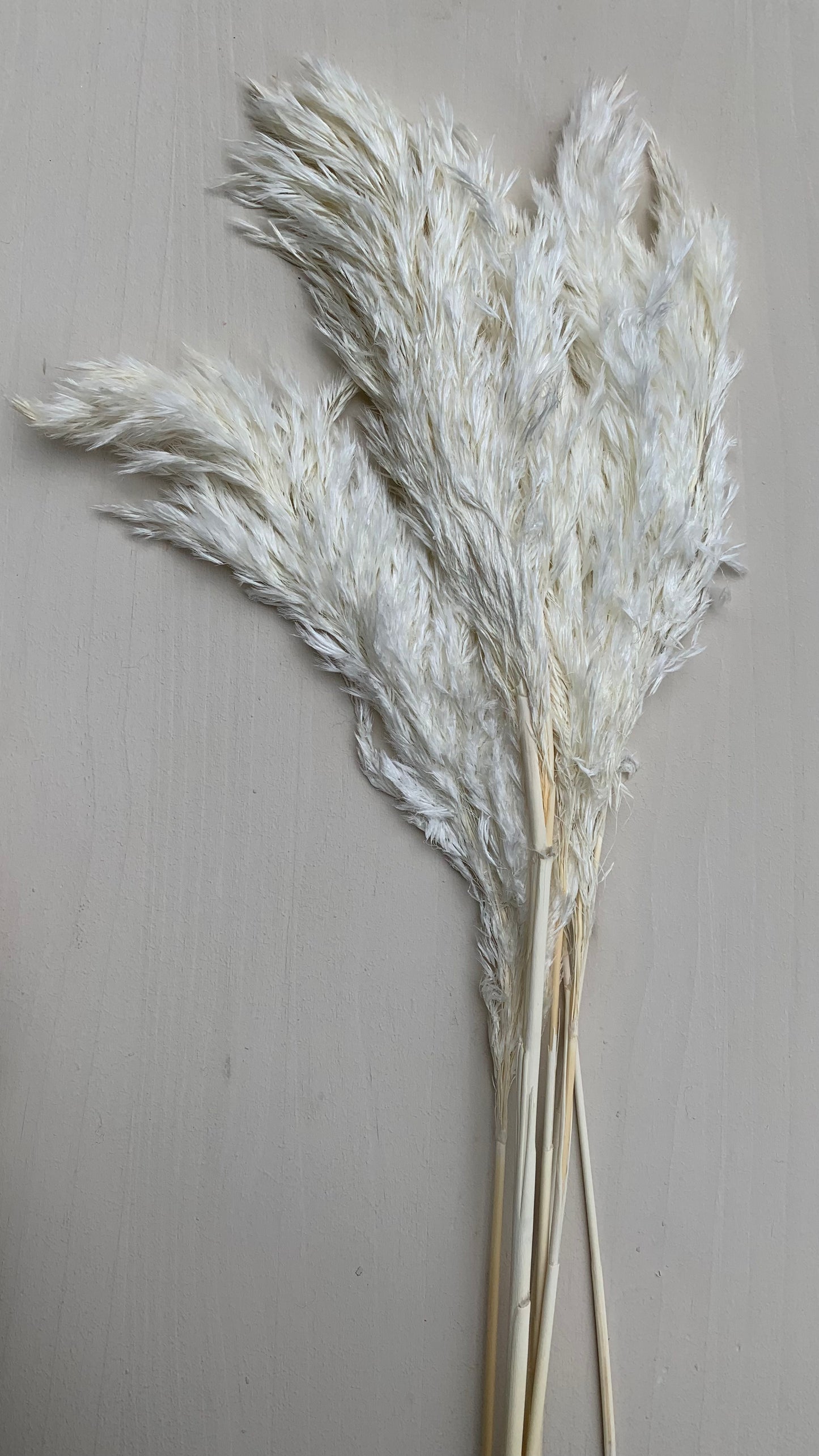 White Small Pampas Grass