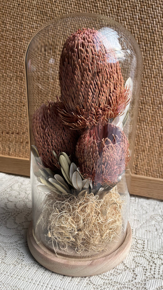 Dried Flower Cloche - Beautiful Banksia