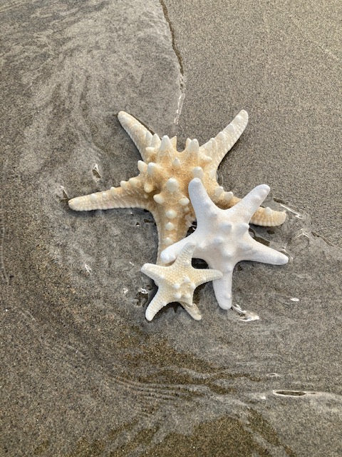 White African (Knobby) Starfish - Various Sizes